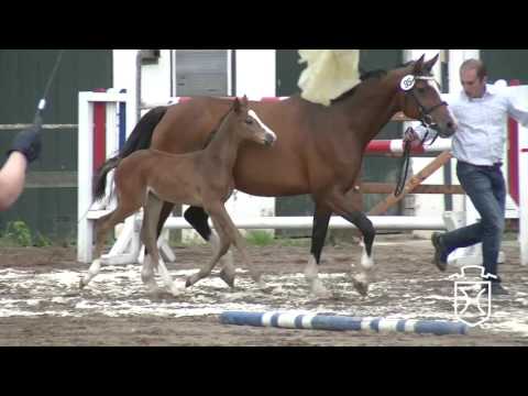 SE095 Stutfohlen von Quibery - Calato - Lord