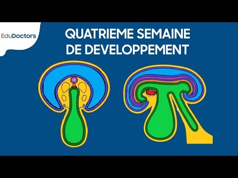 Quatrième semaine de développement - Embryologie générale