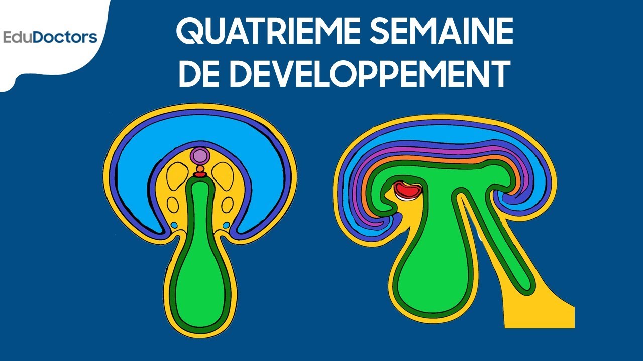 Quatrième semaine de développement - Embryologie générale