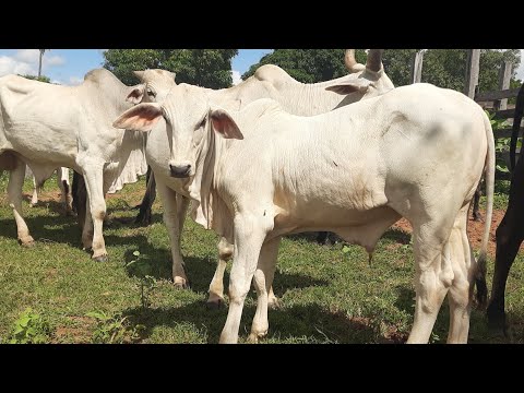 PREÇO DO BEZERRO NELORE BRANCO MELHORANDO EM ICARAÍ DE MINAS GERAIS ACHEI UMA PROPOSTA DE 1.600,00