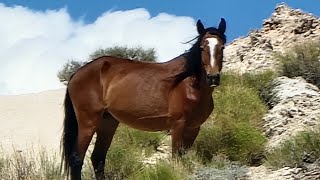 Wild Horses of the San Rafael Swell - Magnificent and Free