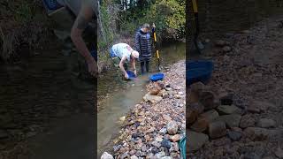 #1 Gold Digger w/ Bent #gold #goldmining #goldpanning #goldprospecting