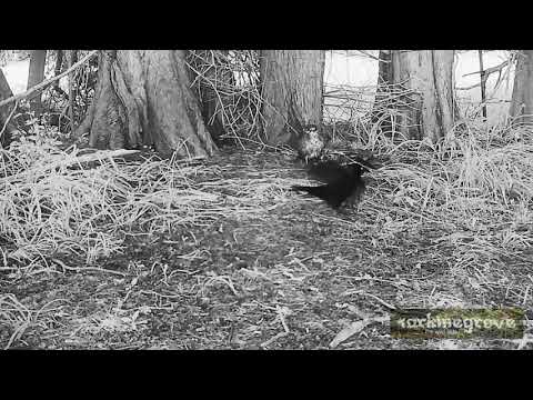 Brown Falcon fights with the Ravens Again. (Falco berigora vs Corvus tasmanicus)