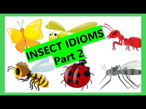 Insect idioms .Part 2.