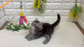 マンチカンの動画01