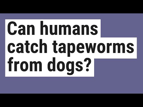 人間は犬から条虫を捕まえることができますか?