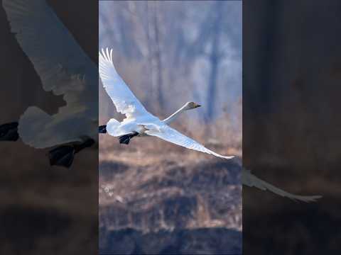 这反推也太解压了 #birds #wildlife #animals #nature #goose