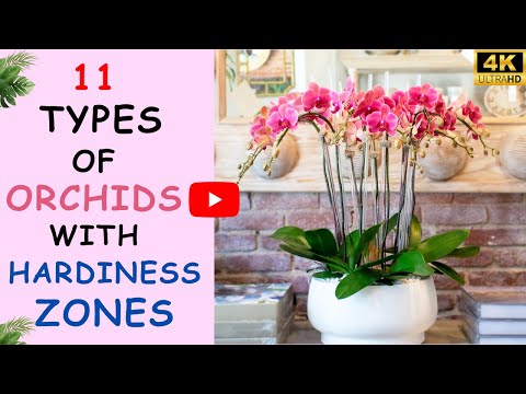 11 Best Types of Orchids with Hardiness Zones | Easy Orchids That Are Nearly Impossible to Kill
