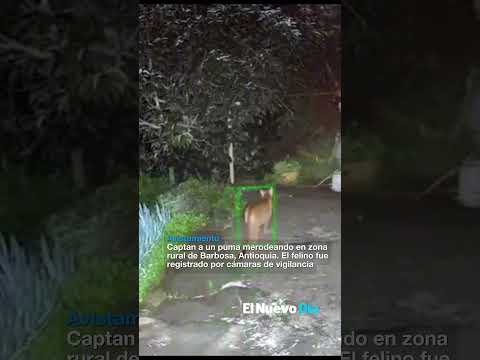 Captan a un puma merodeando en zona rural de Barbosa, Antioquia.