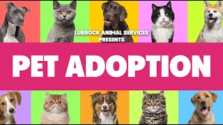 Lubbock Animal Services - Pet Adoption