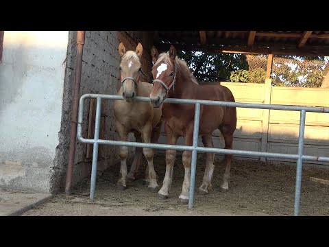Manjii domnului Doru de la Floresti, Cluj - 2020 Nou!!!