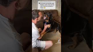 Rottweiler cries and attacks over nail clipping ⚠️