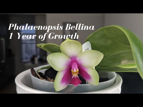 Phalaenopsis Bellina Orchid | Before + After One Year of Growth - Summer Species Phalaenopsis Care