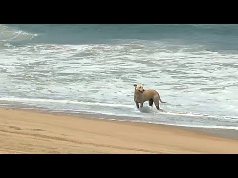 Animals are loving life under lockdown! A dog is seen enjoying on the empty Calangute beach. WATCH