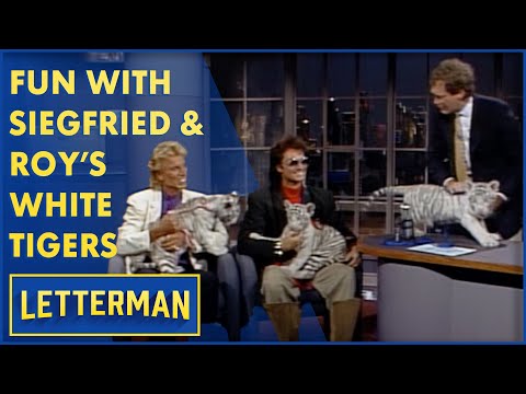 Fun With Siegfried & Roy's White Tigers | Letterman