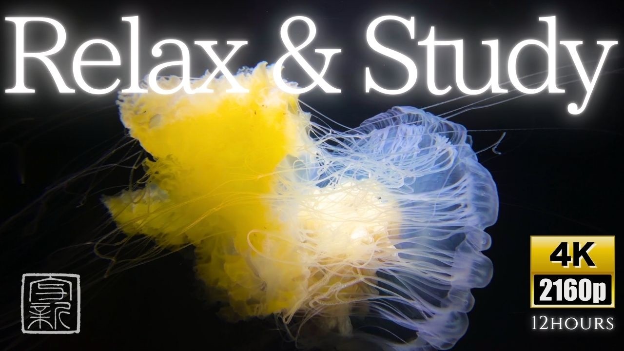 Fried Egg🟡Jellyfish | Perfect🧘🏻‍♂️Relaxation & Study Screensaver 4K 12Hours