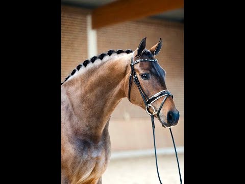 Top quality KWPN mare by Surprice, 2011, M-S level, FEI & GP prospect FOR SALE
