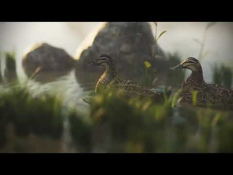 BLENDER DUCK ANIMATION [Ian Hubert lazy tutorial]