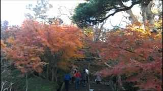 preview picture of video 'Autumn-Leaves at Hase-dera, Kamakura (鎌倉 長谷寺 紅葉)'