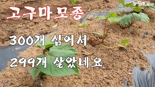 고구마모종 300개 심어서 299개 살았네요. 방법은?