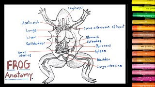 Frog Anatomy diagram | Biology diagram | Frog structure drawing