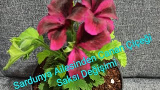 Sardunya Ailesinden Canan Çiçeği Saksı Değişimi