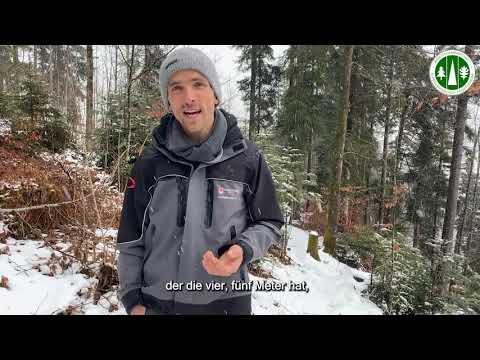 Der Plenterwald: ein Mehrgenerationen-Wunder