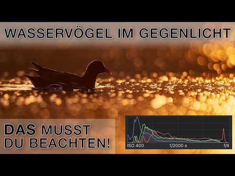 Photographing coots in backlight - Bird photography tutorial (German)