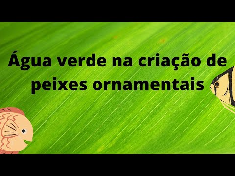 Água verde na produção de peixes ornamentais