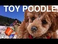 TOY POODLE - fun facts about the Toy Poodle - a ...