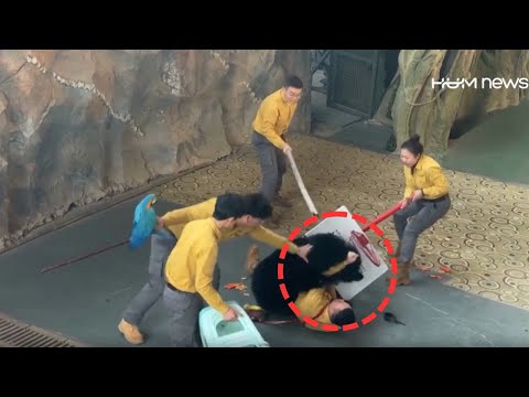 Shocking! Bear Turns on Handler During Performance at China Safari Park