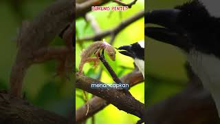 Download lagu burung pentet atau burung cendet si predator sadis #burungkicau #kicaumania #burungpentet #birds mp3