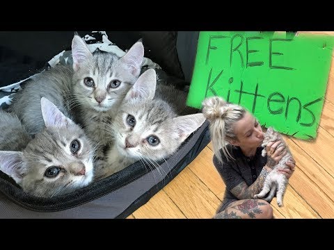 Free Kittens Cape Cod