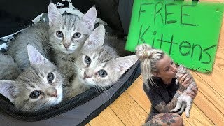 Free Kittens!