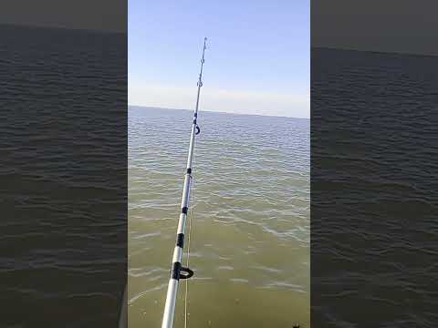 pesca na lagoa dos patos em Rio grande -rs