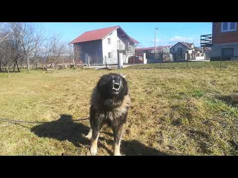 Šarplaninac Vihor Junior