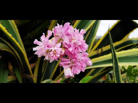 , title : 'Saponaria officinalis Rosea Plena / Planta del jabón / Jabonera de flor doble / Soapwort'