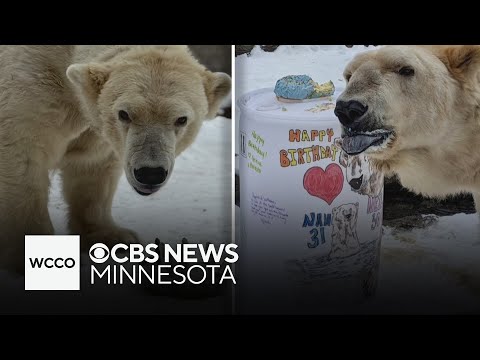 Polar bears celebrate joint birthday birthday in style - YouTube