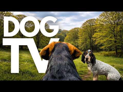 TheDogCam | 10hrs of Calming Virtual Dog Walks Across Wintery Countryside 🐾🌧️ GoPro DogTV