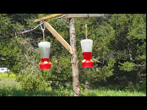 The campground hosts' feeder attracted a lot of hummingbirds