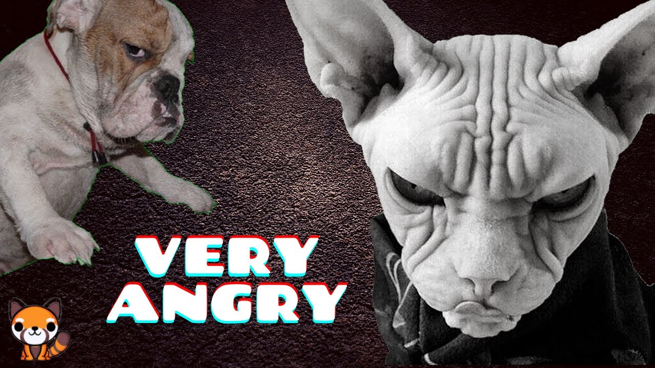 DANGEROUS!! Angry /(Very Angry Animal Compilations #1) 😡