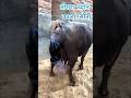 दूध में Bhiwani पास बड़ी भैंस Nanha Lajwana Dairy Farm