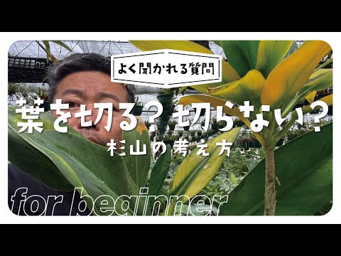 園芸 コンフリー、コンフリー、ハーブを切る