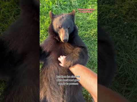 Bears do bite! #animals #coolanimals #dangerousanimals