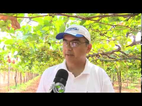 A produção de uvas em São João