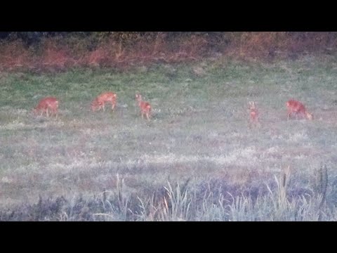 Ricke mit 4 Kitze am 10. Sept. 2022