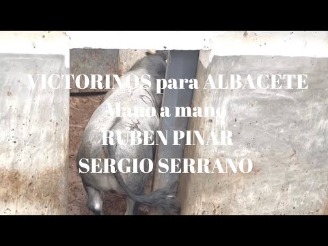 EMBARQUE de Corrida de Toros VICTORINOS para ALBACETE