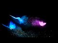 Butterfly Template Kinemaster Kinemaster Videos Templates Songs