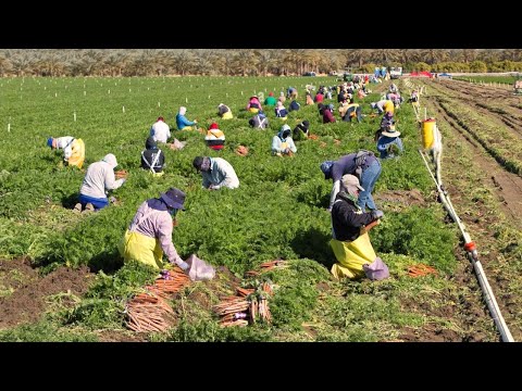 , title : 'How American Farmers Harvest Millions Of Tons Of Vegetables - American Farming'