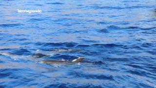 preview picture of video 'Whale Watching in Tenerife 2013'